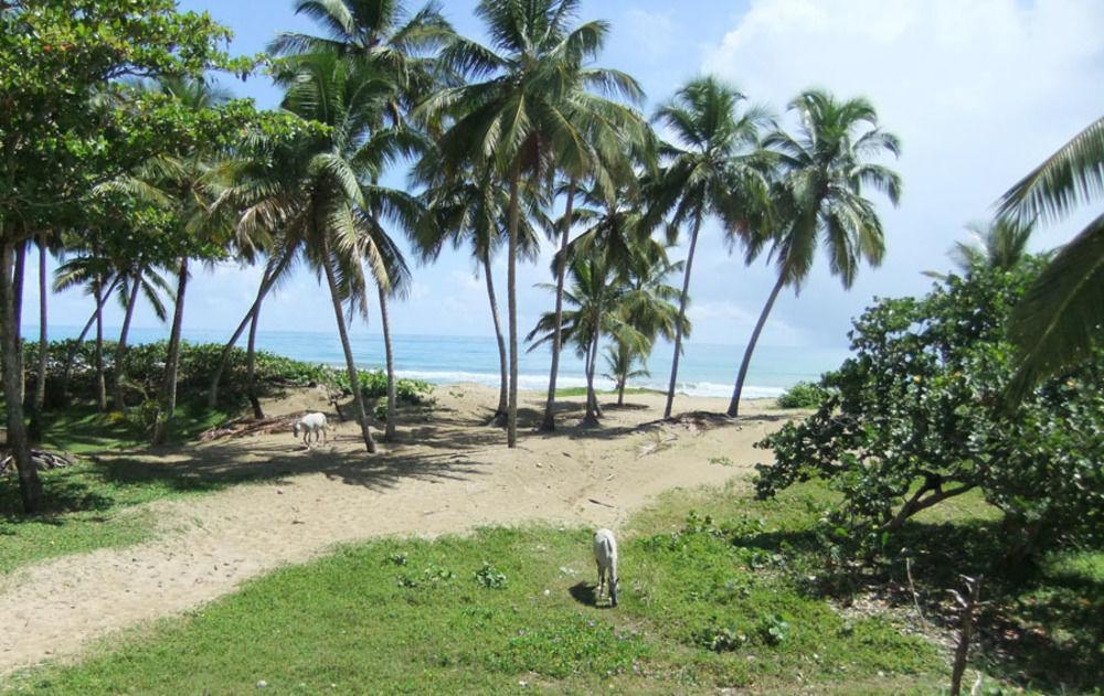 Brisas Doradas Cabarete ภายนอก รูปภาพ